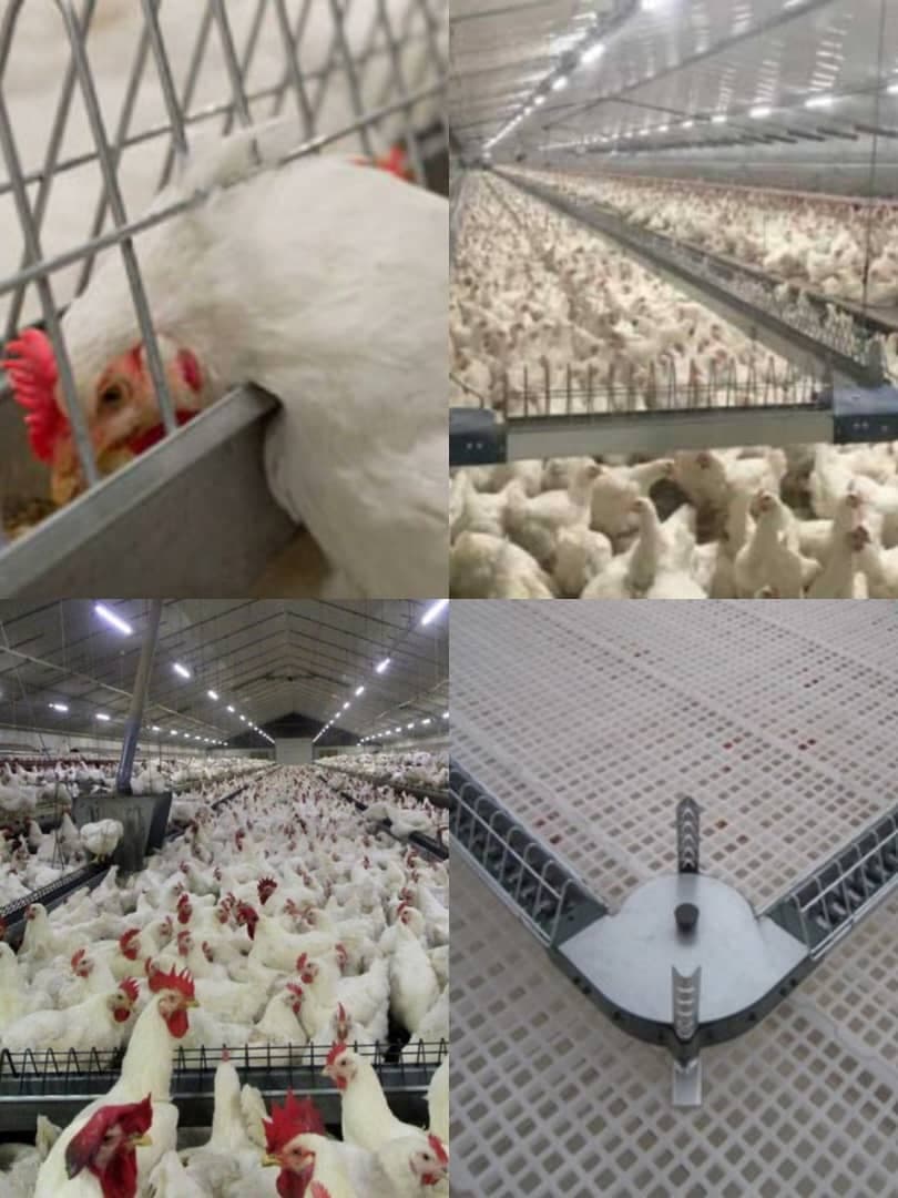 خرید و فروش تجهیزات مرغداری انبوه طیور در قزوین