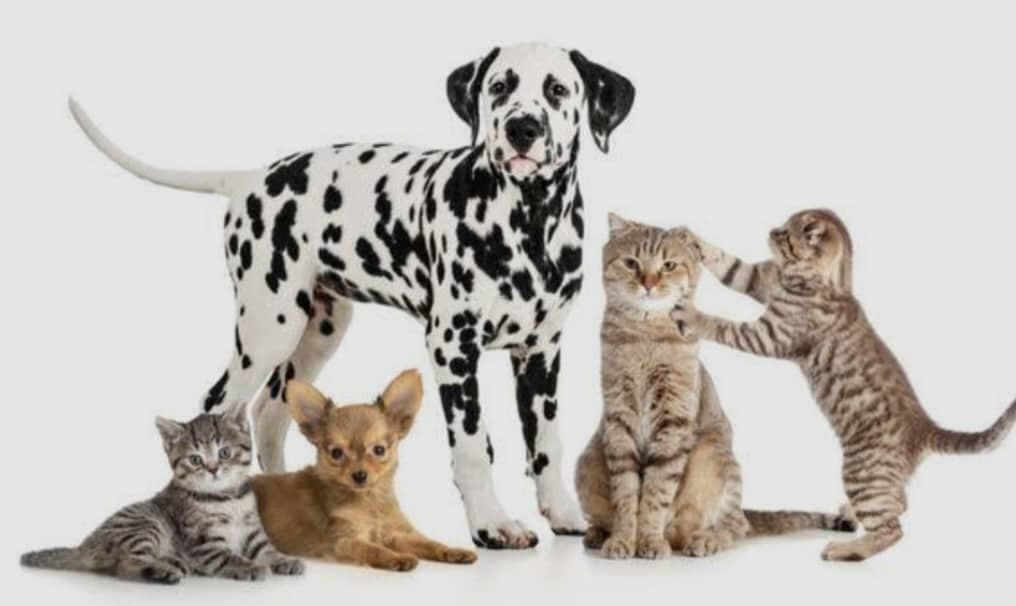 پت شاپ تیله در معلم رشت