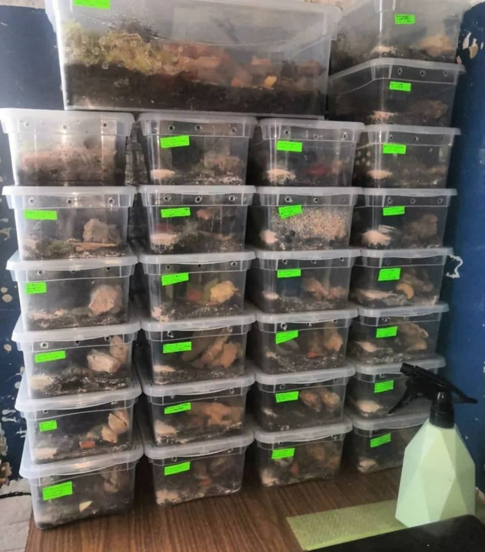 کار در منزل پرورش حلزون فادر فارم در کرج