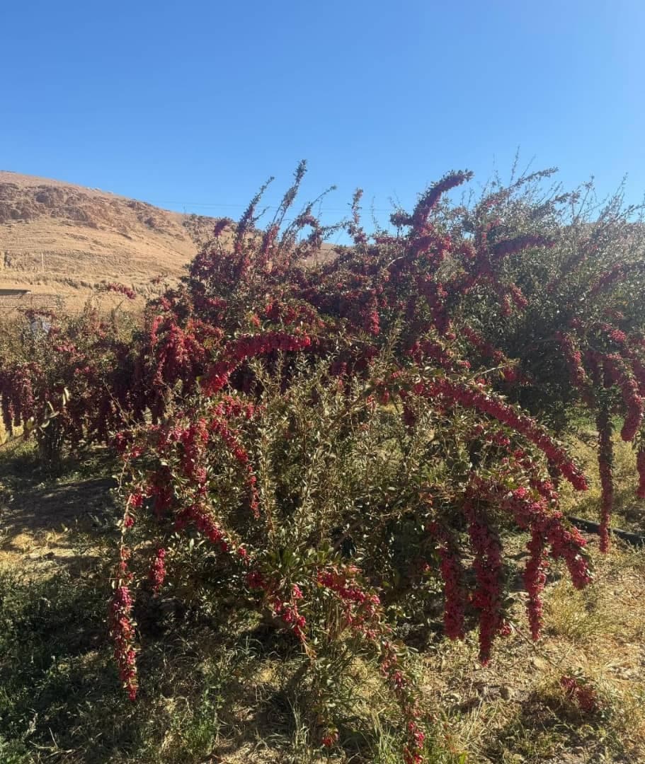 اقامتگاه بوم گردی خوشینه در بیرجند