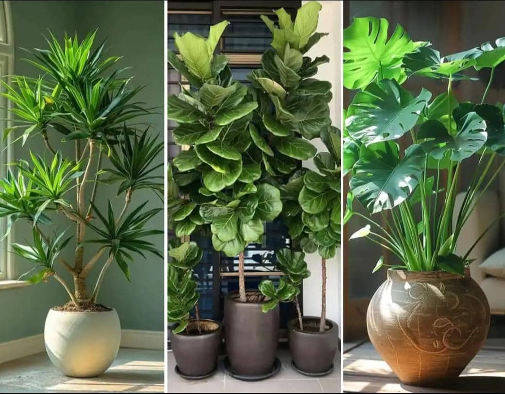 فروش نهال گل و گیاه آپارتمانی و باغچه ای ایران کریمی در بوشهر