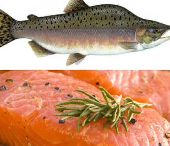 پرورش و فروش ماهی قزل آلا و سالمون یاقوت در زیاران