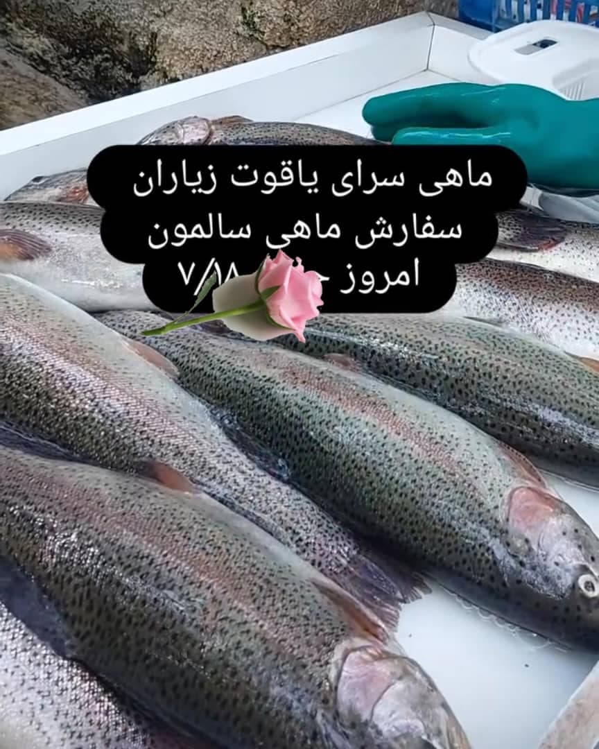 پرورش و فروش ماهی قزل آلا و سالمون یاقوت در زیاران