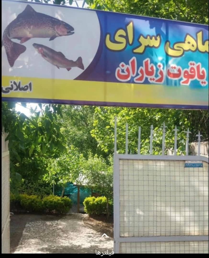 پرورش و فروش ماهی قزل آلا و سالمون یاقوت در زیاران