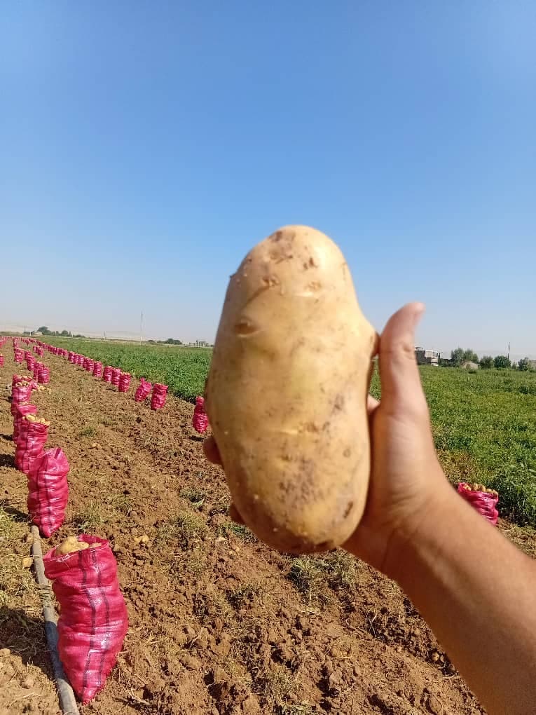 تولید و فروش خلال سیب زمینی اصغری بهار در همدان