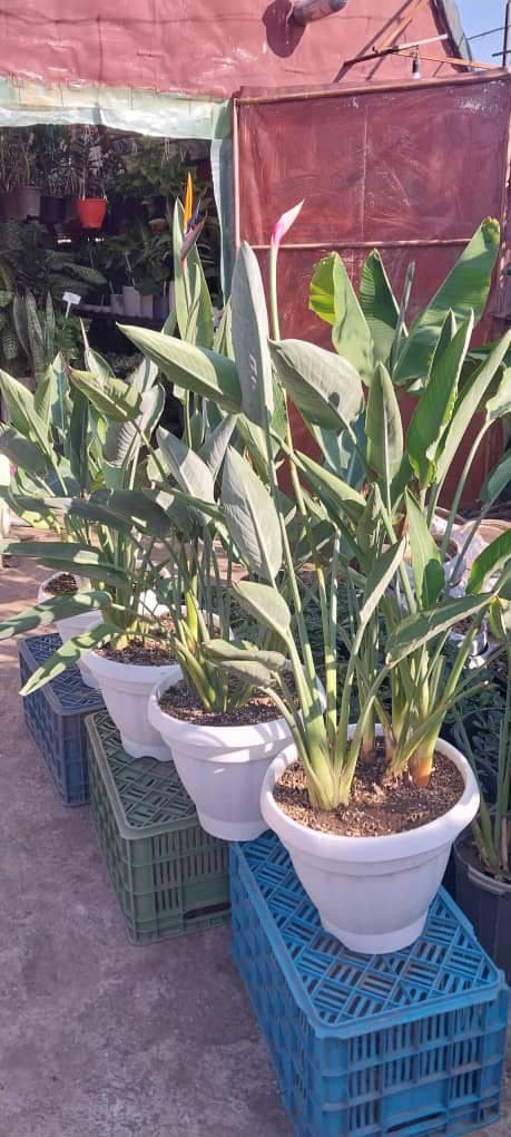 فروش عمده گل و گیاه آپارتمانی گلستان پگاه در رودسر