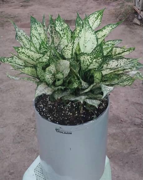 فروش عمده گل و گیاه آپارتمانی گلستان پگاه در رودسر