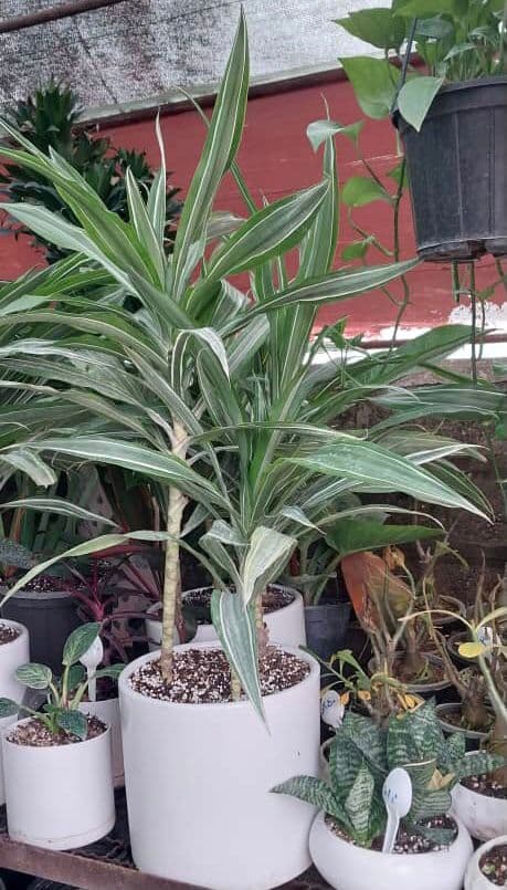 فروش عمده گل و گیاه آپارتمانی گلستان پگاه در رودسر