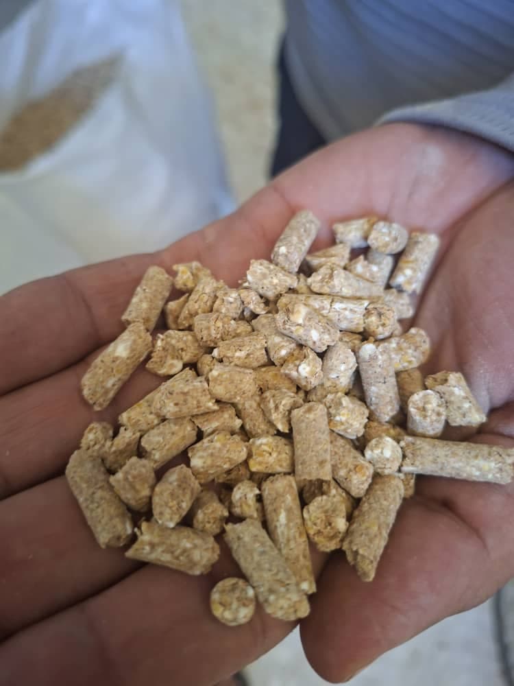 تولید و فروش خوراک دام و طیور پاک دانه بیستون در کرمانشاه