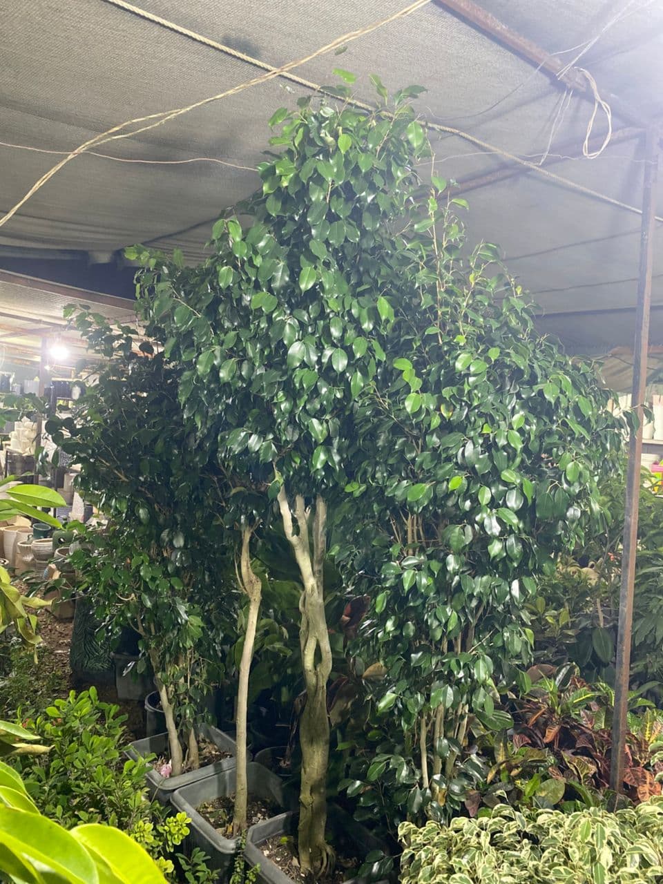 فروش نهال گل و گیاه آپارتمانی و باغچه ای ایران کریمی در بوشهر