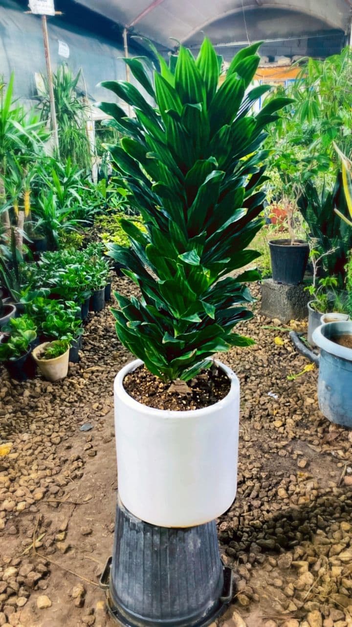 فروش نهال گل و گیاه آپارتمانی و باغچه ای ایران کریمی در بوشهر