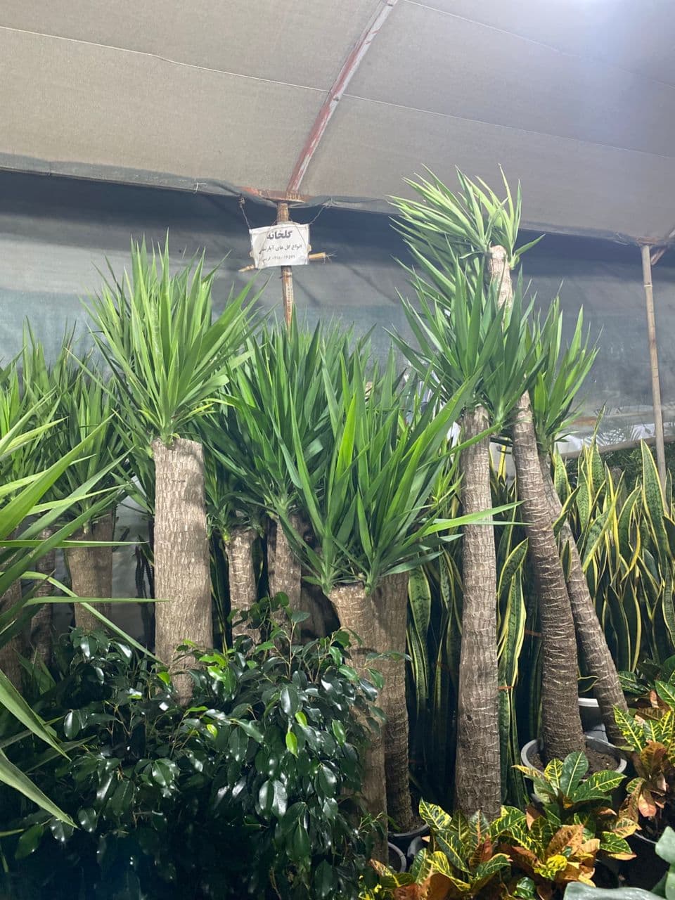 فروش نهال گل و گیاه آپارتمانی و باغچه ای ایران کریمی در بوشهر
