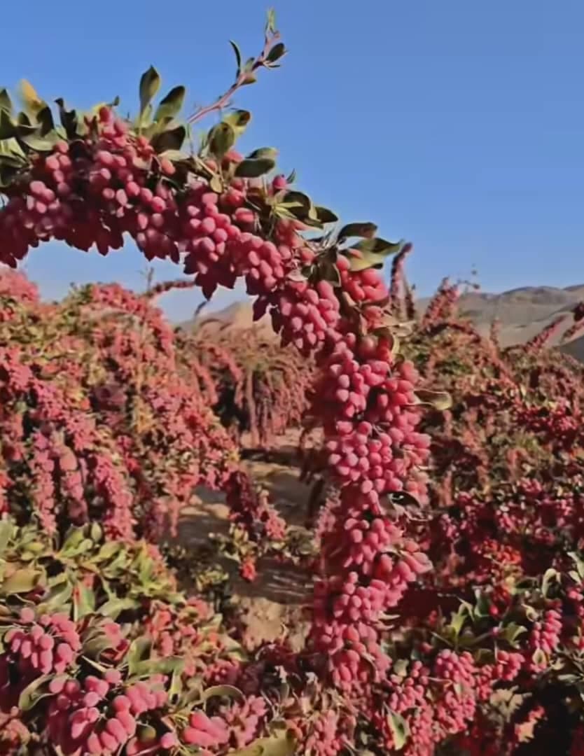 بازرگانی فروش زرشک و زعفران پردل در قاین