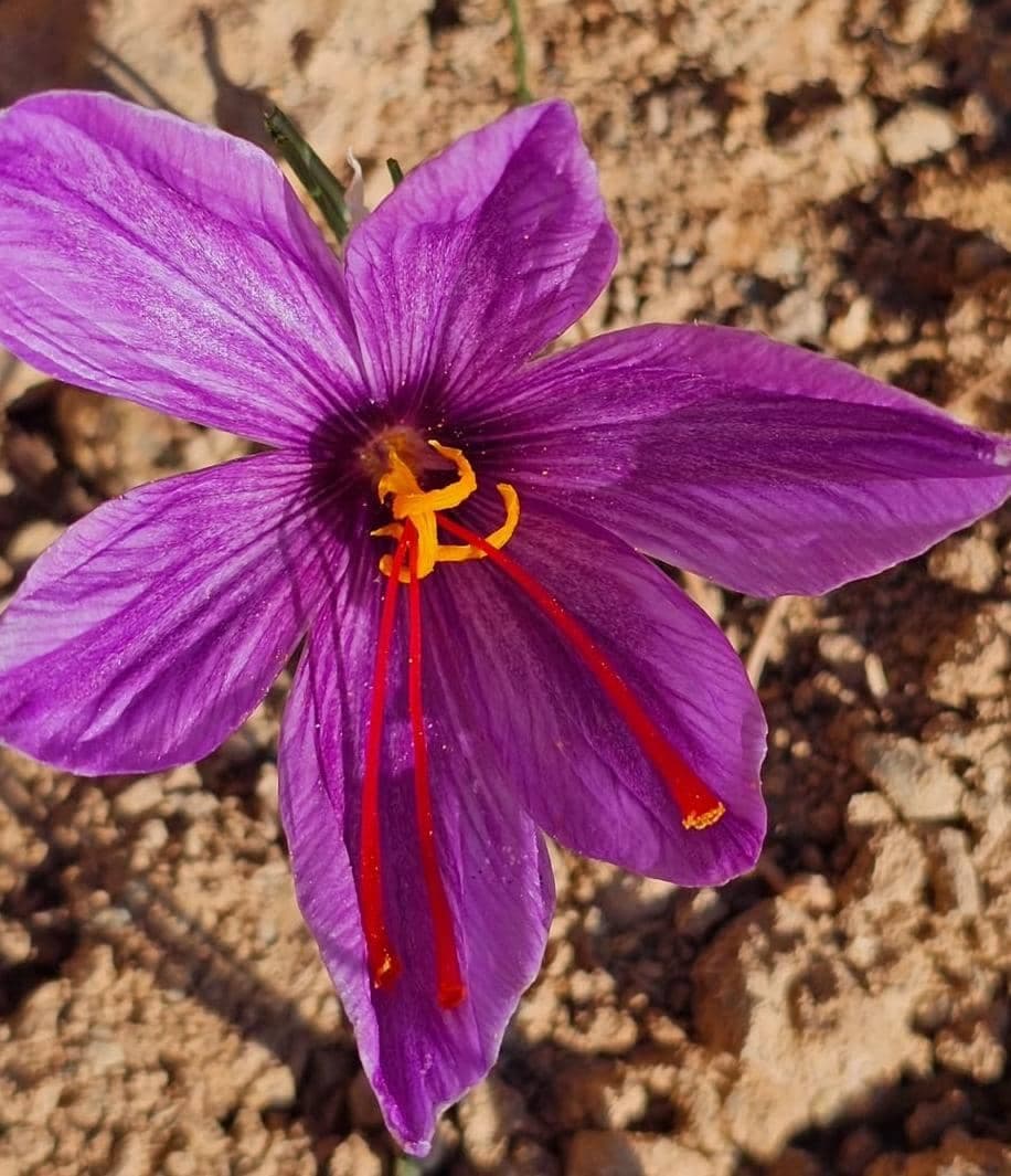 بازرگانی فروش زرشک و زعفران پردل در قاین