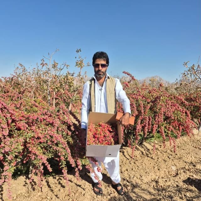 بازرگانی فروش زرشک و زعفران پردل در قاین