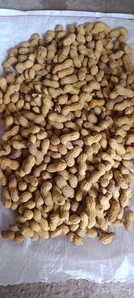 تولید و فروش عمده بادام زمینی و تخمه کارگاه بابامیری در بوکان