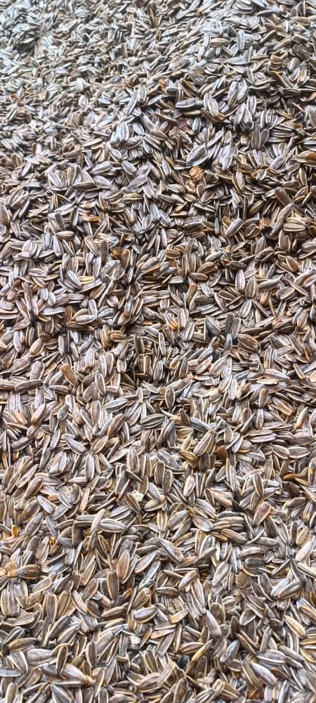 تولید و فروش عمده بادام زمینی و تخمه کارگاه بابامیری در بوکان