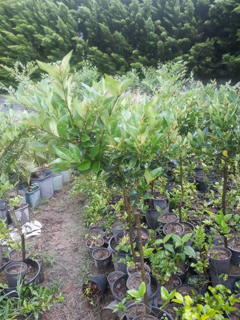 فروش نهال پیوندی و زینتی حاج سیروس حاجی حسینلو در خوی