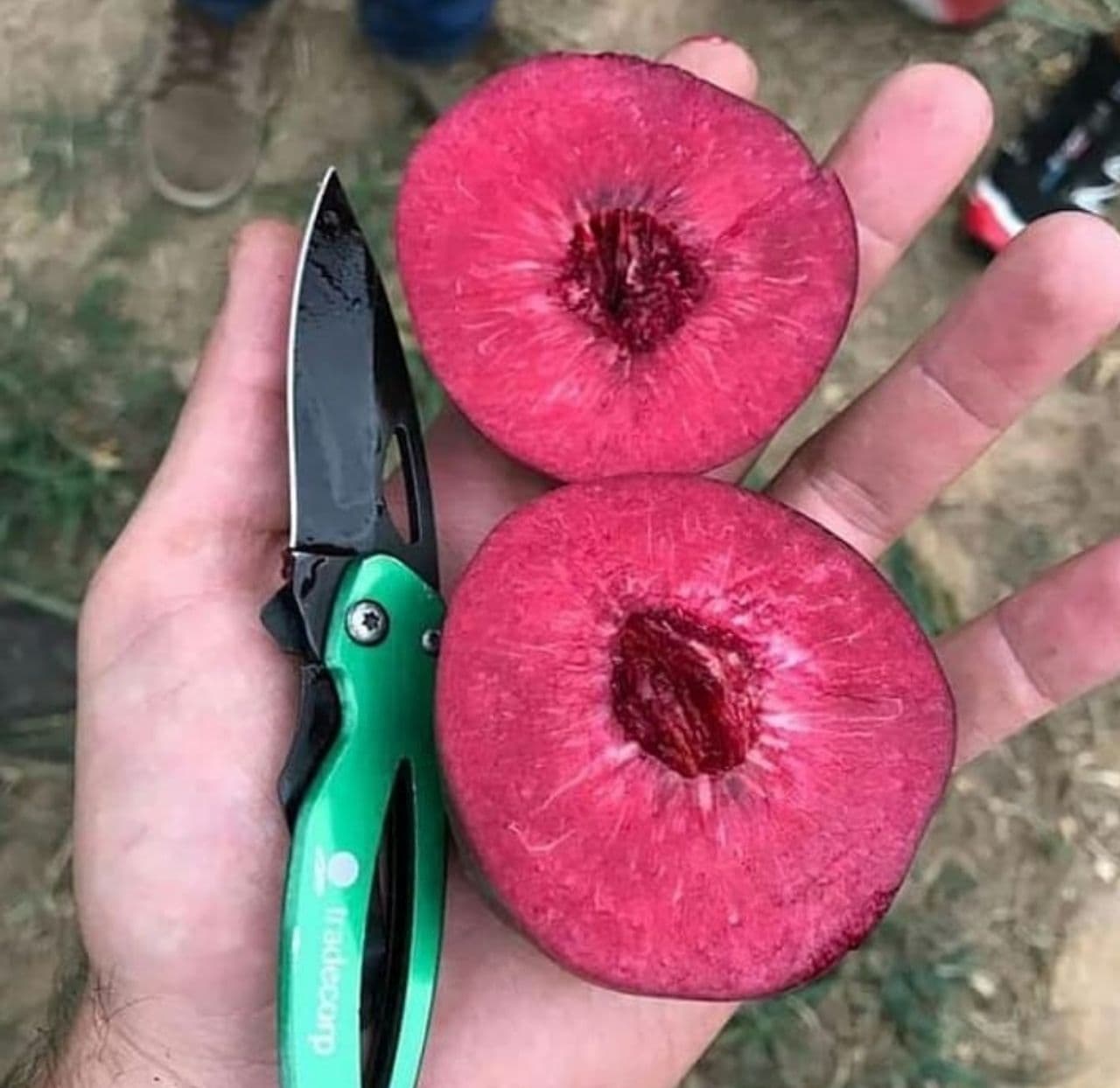 فروش نهال پیوندی و زینتی حاج سیروس حاجی حسینلو در خوی