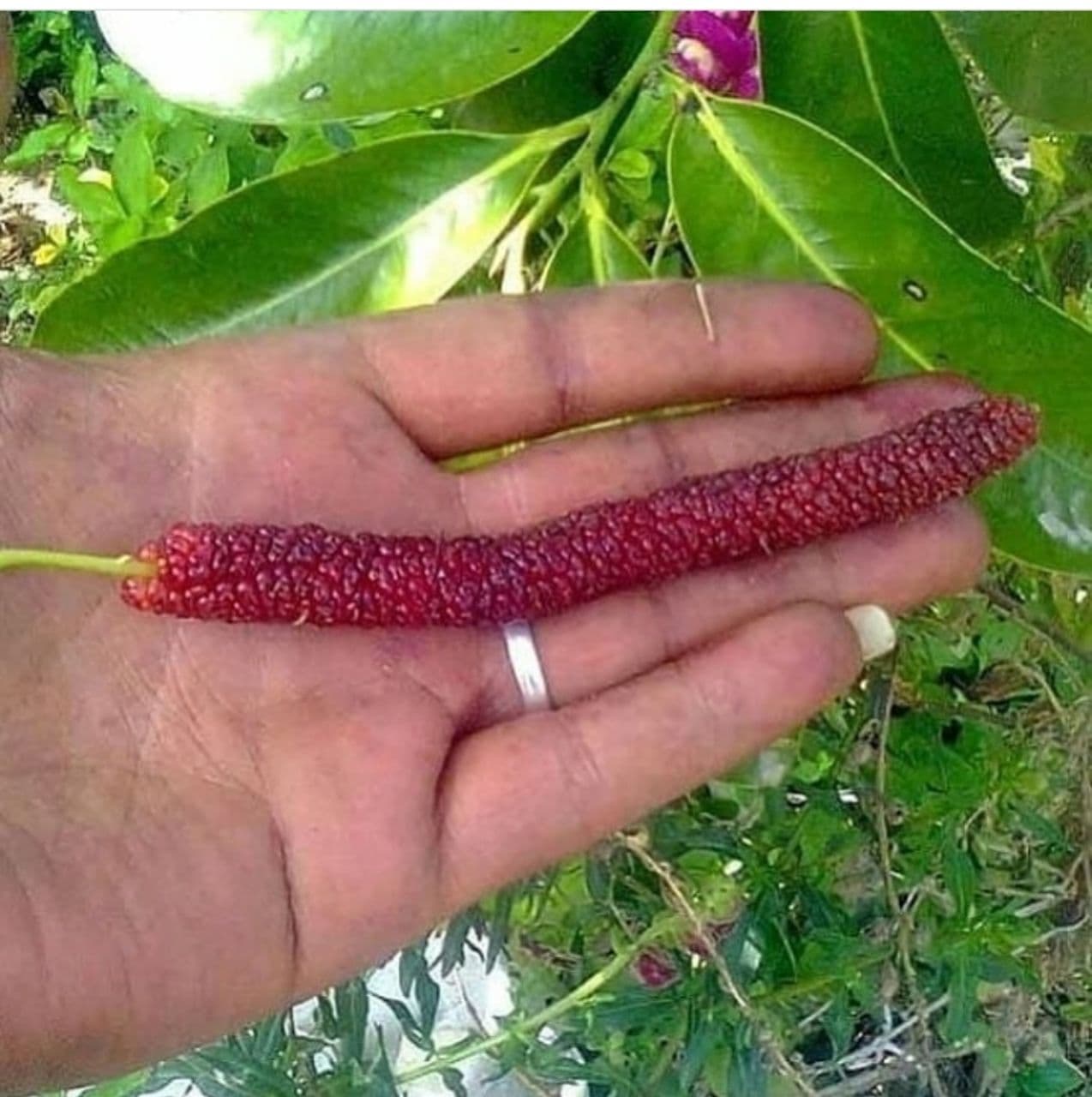 فروش نهال پیوندی و زینتی حاج سیروس حاجی حسینلو در خوی