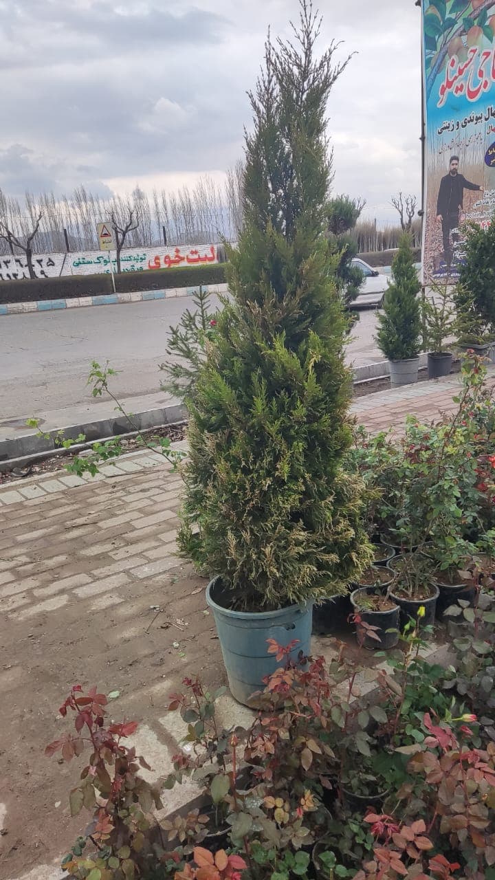 فروش نهال پیوندی و زینتی حاج سیروس حاجی حسینلو در خوی