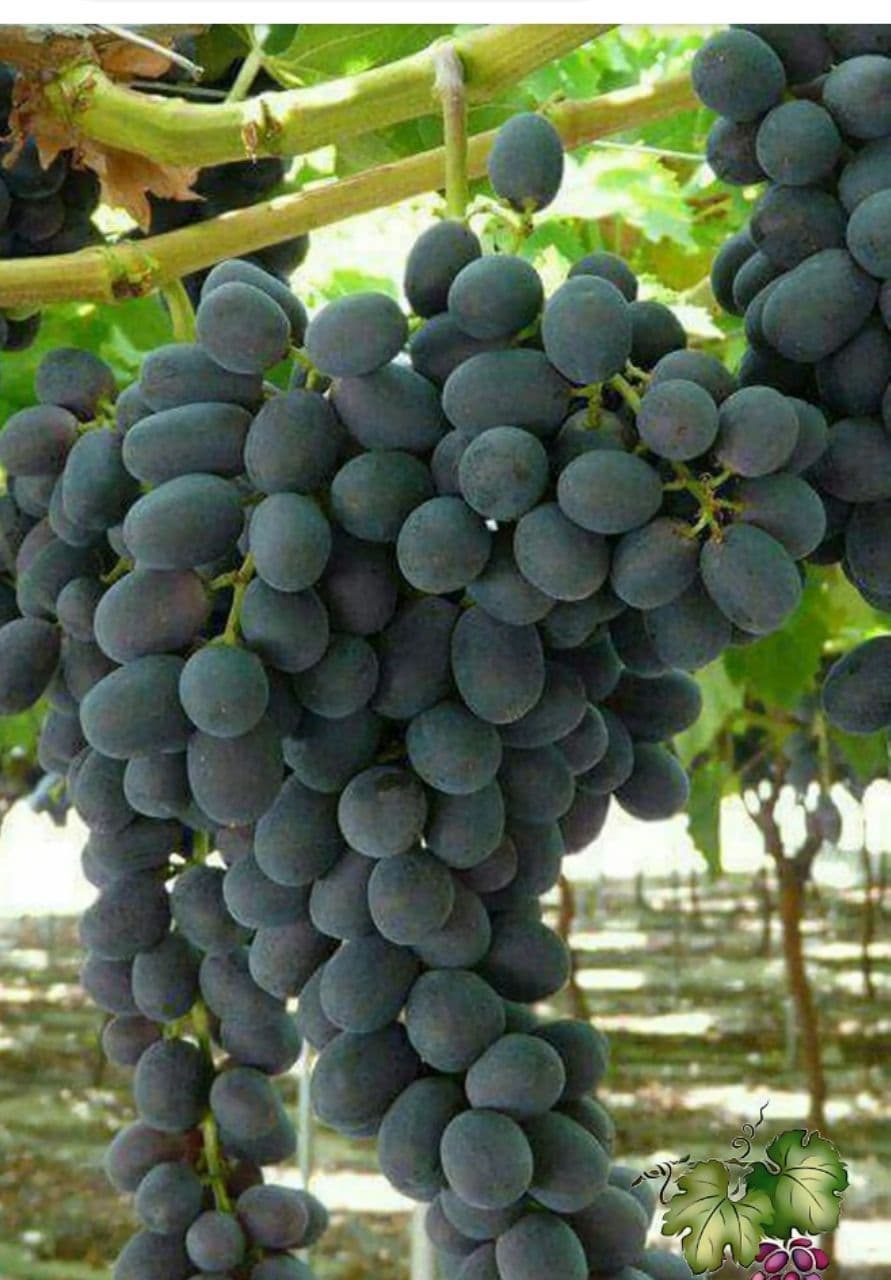 فروش نهال پیوندی و زینتی حاج سیروس حاجی حسینلو در خوی