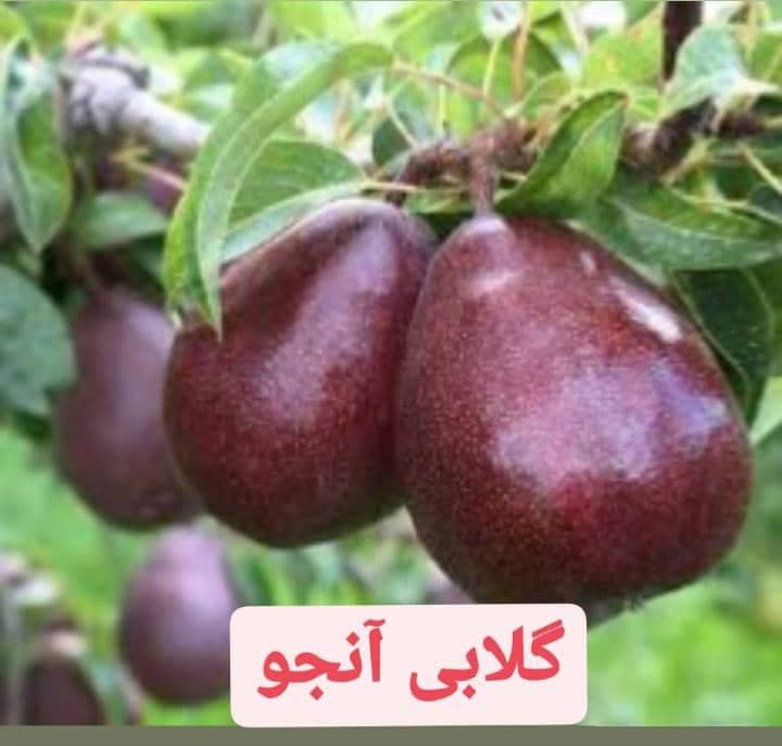 فروش نهال پیوندی و زینتی حاج سیروس حاجی حسینلو در خوی