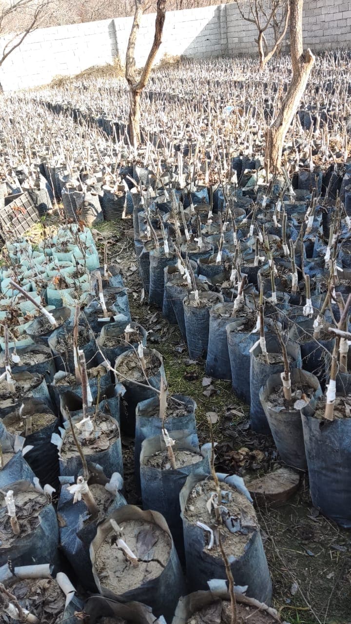 فروش نهال پیوندی و زینتی حاج سیروس حاجی حسینلو در خوی