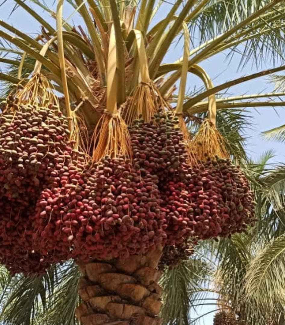 صادرات تولید و پخش عمده خرما مضافتی بم امینی در تهران