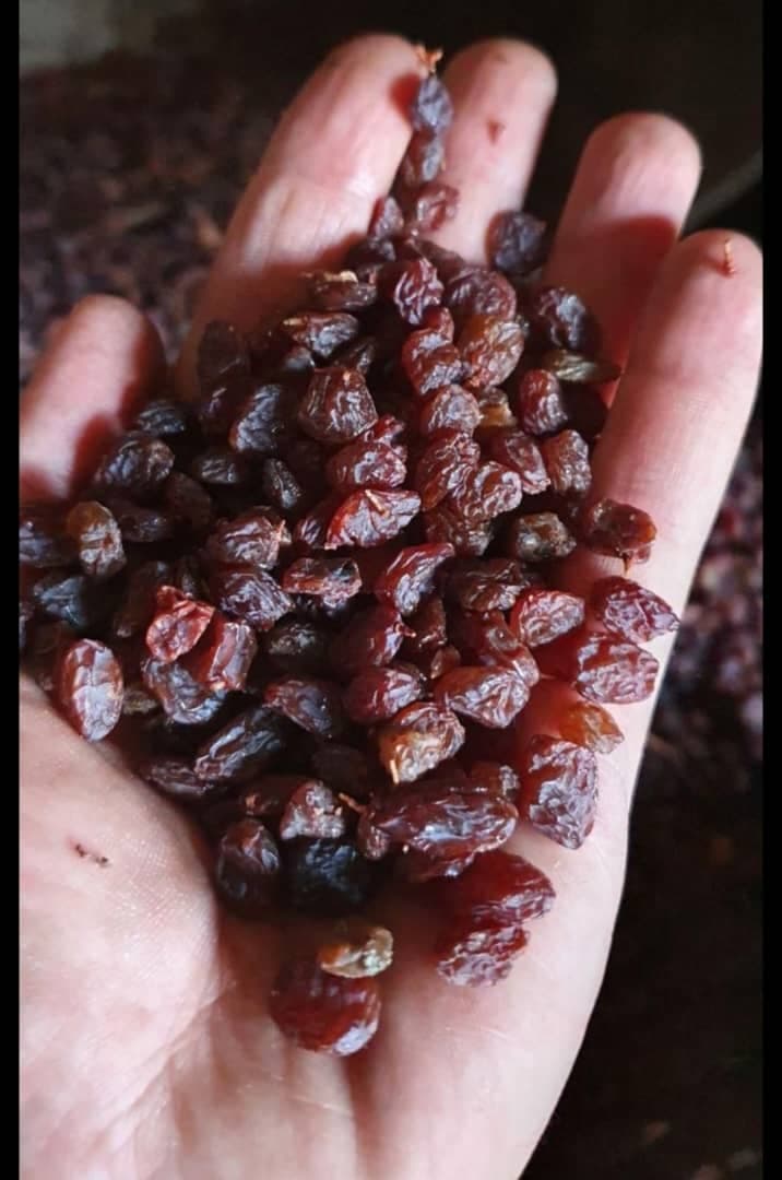 پخش خشکبار حشمتی در شهرکرد