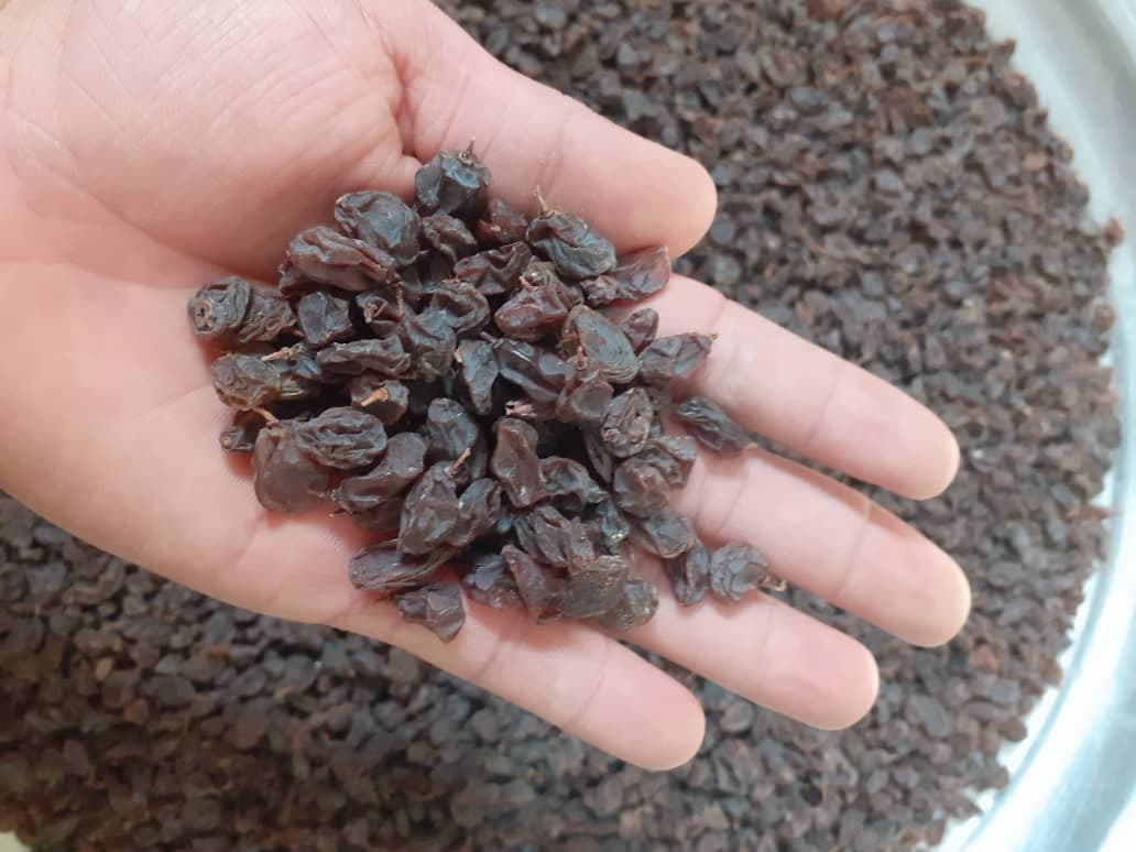 پخش خشکبار حشمتی در شهرکرد