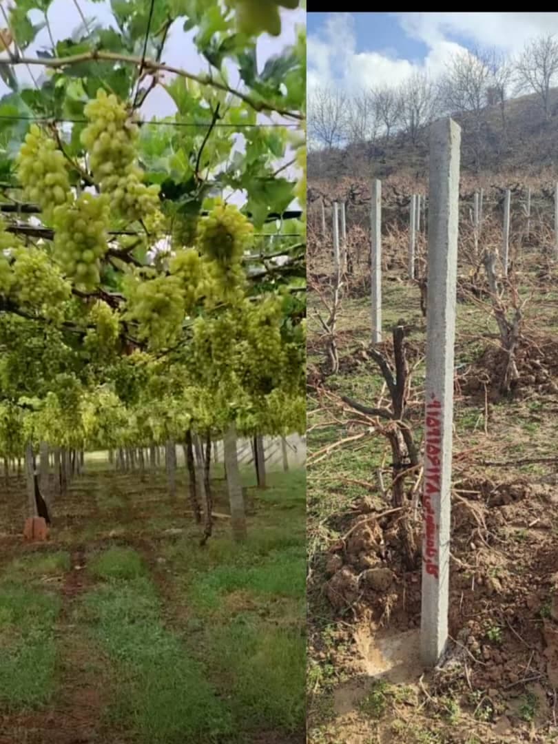 تولید پایه بتنی انگور و فنس کارگاه یعقوبی در بجنورد