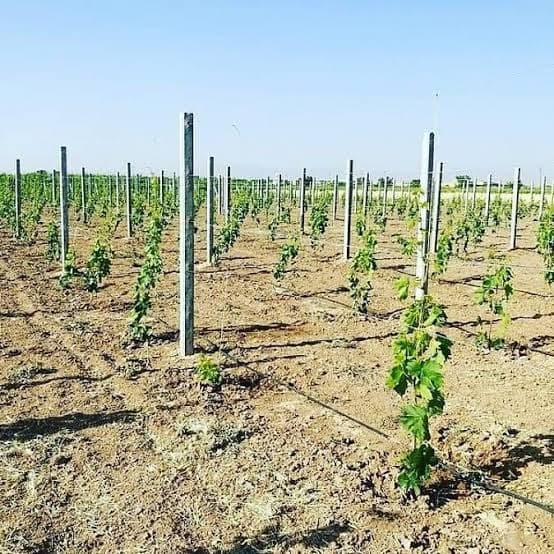 تولید پایه بتنی انگور و فنس کارگاه یعقوبی در بجنورد