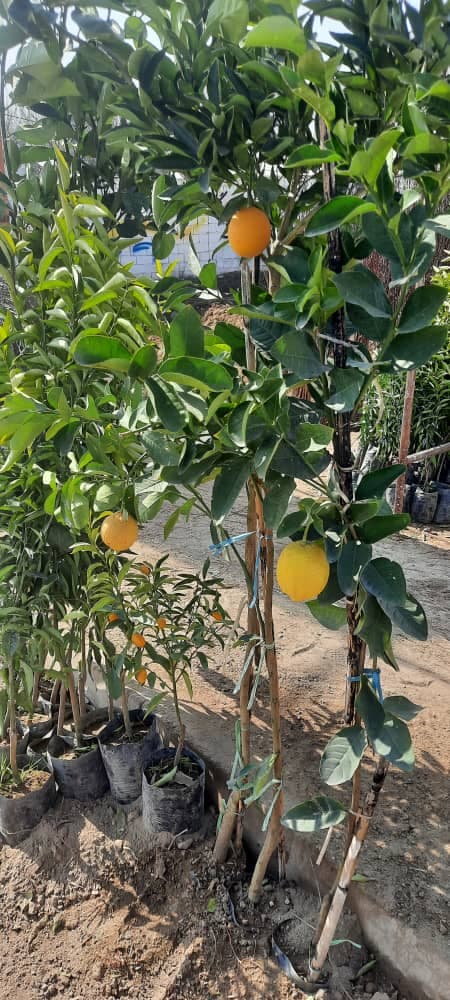 فروش نهال پیوندی و صنوبر کرال در میاندوآب