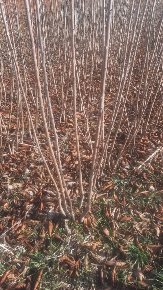 فروش نهال پیوندی و صنوبر کرال در میاندوآب