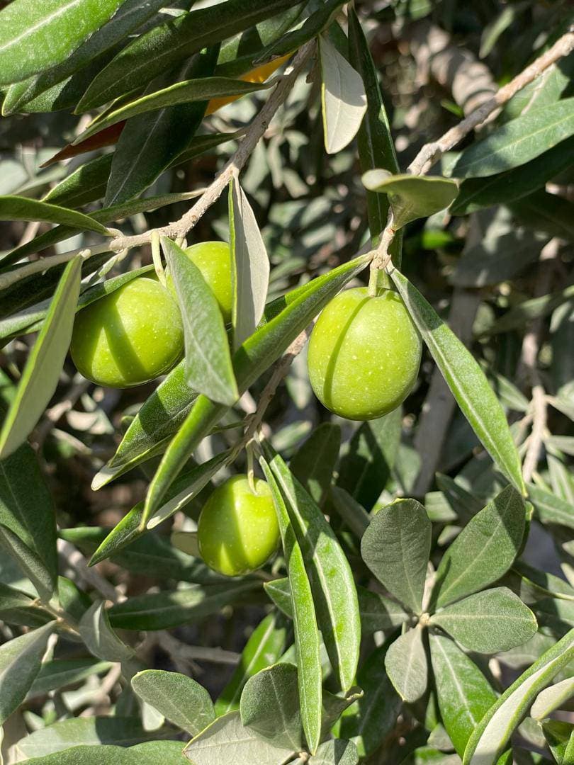 تولید و فروش زیتون و روغن زیتون فرابکر NG در رشت