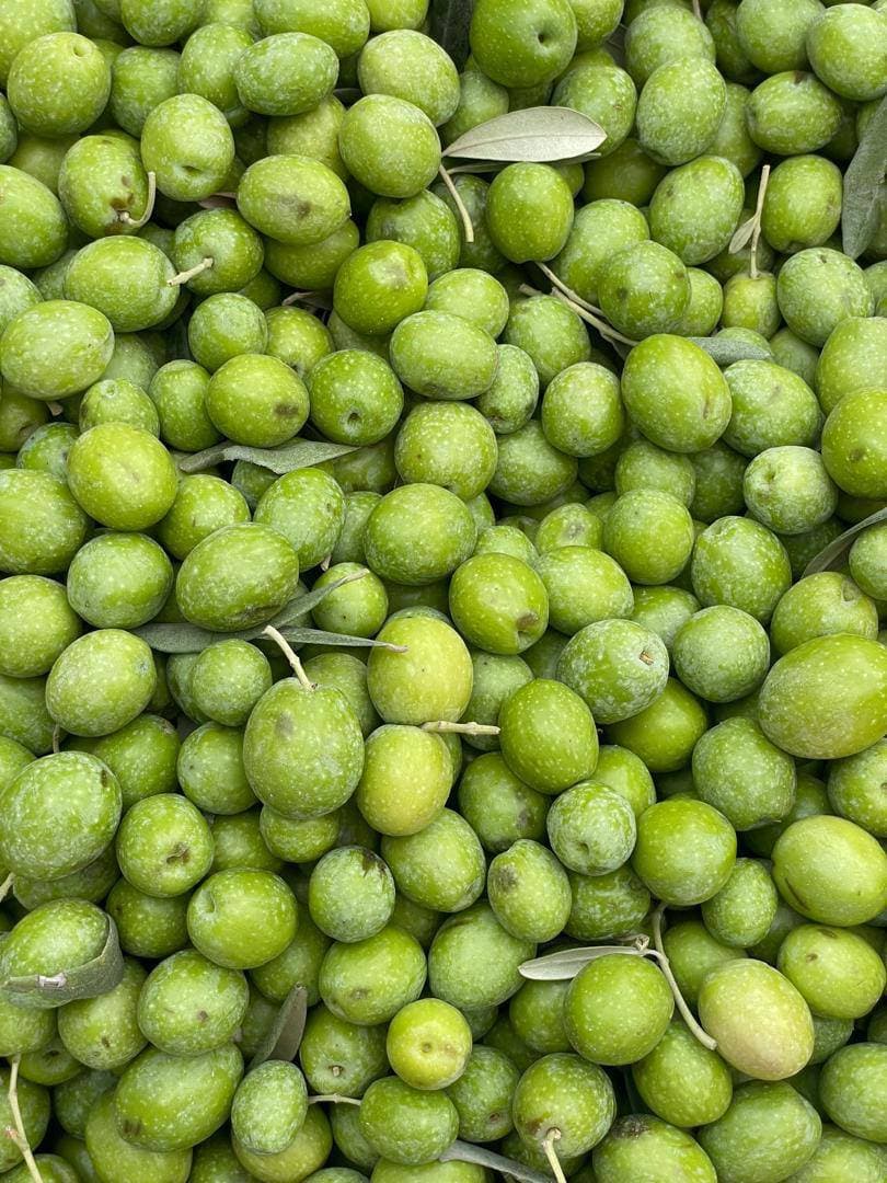 تولید و فروش زیتون و روغن زیتون فرابکر NG در رشت