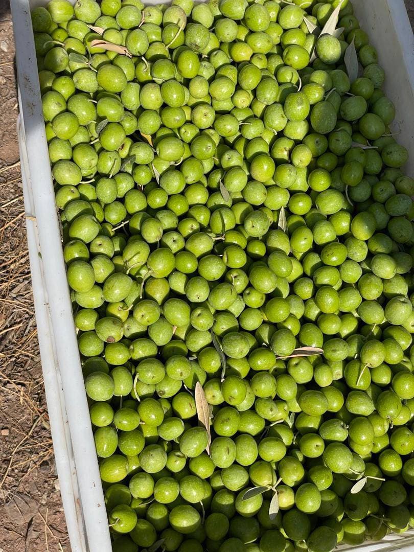 تولید و فروش زیتون و روغن زیتون فرابکر NG در رشت