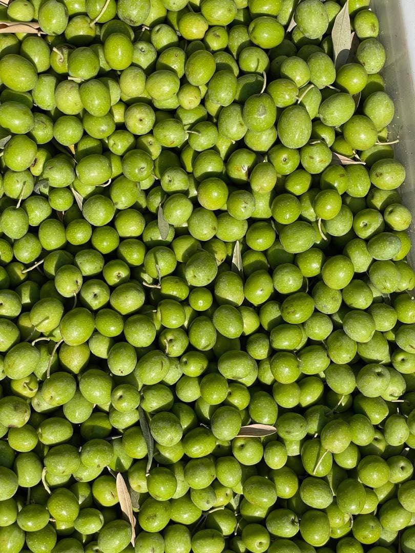 تولید و فروش زیتون و روغن زیتون فرابکر NG در تهران