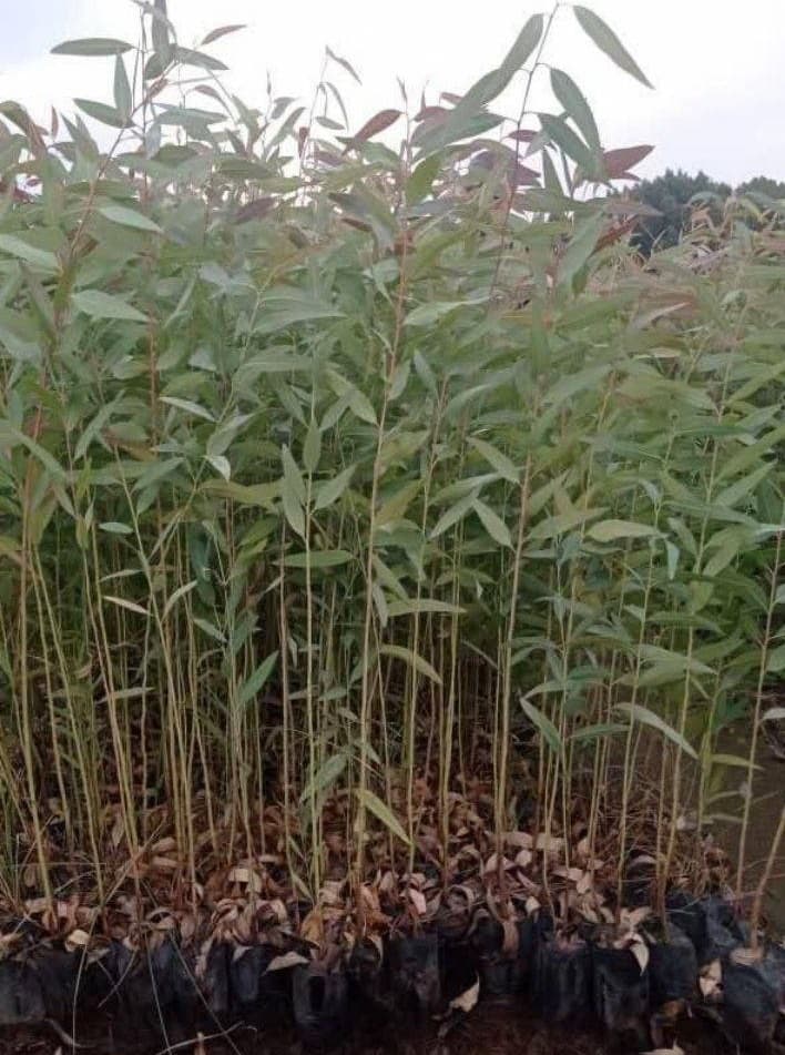 نهالستان درختان ثمرده سینا در زرین دشت