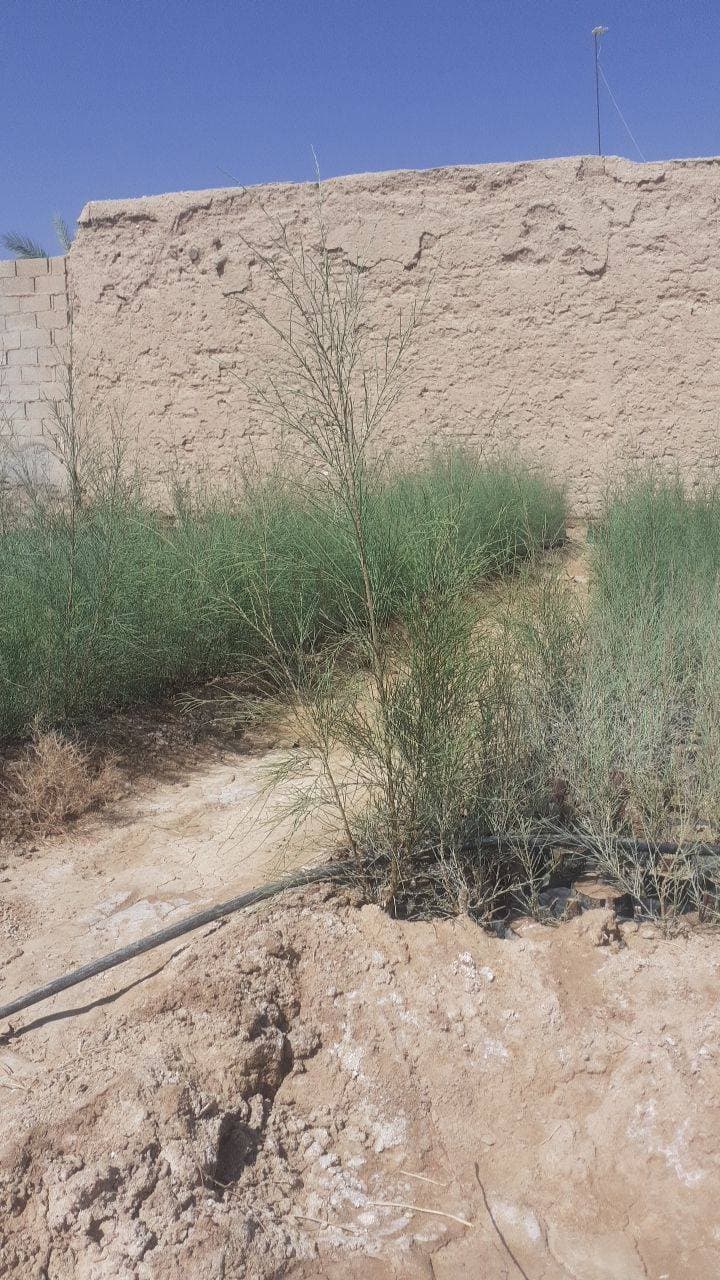 نهالستان درختان ثمرده سینا در زرین دشت