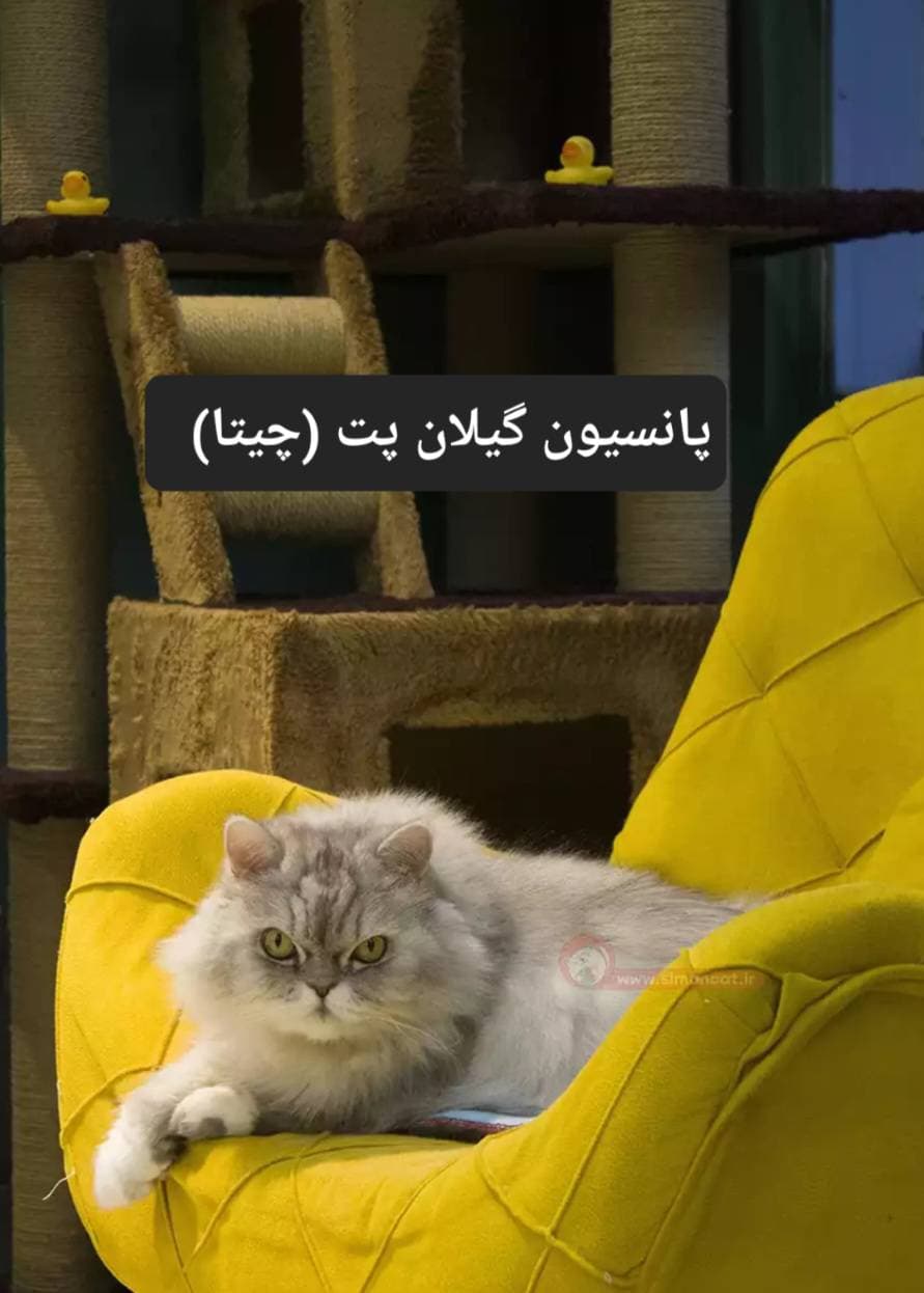 پانسیون حیوانات خانگی گیلان پت چیتا در رشت