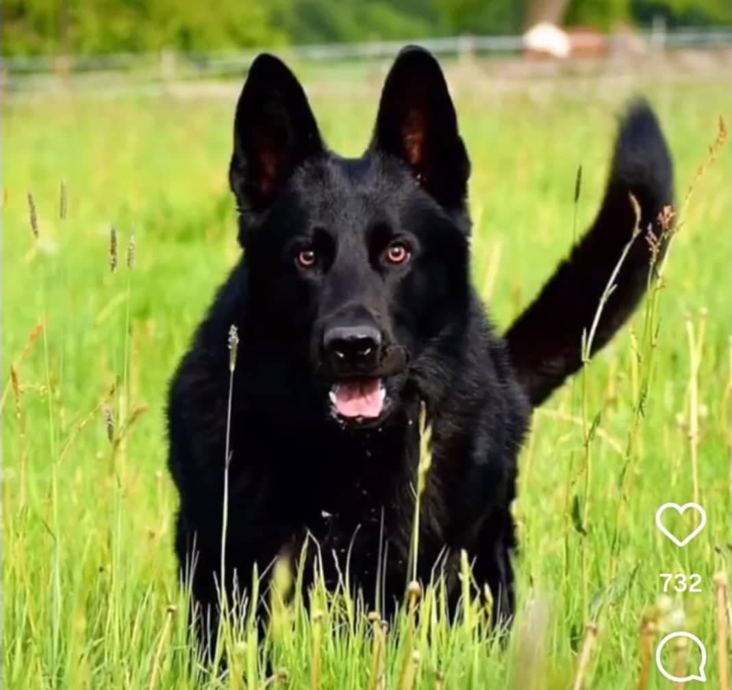 پانسیون آموزش و تربیت سگ gemkennel در رفسنجان