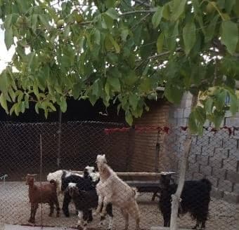 اقامتگاه بومگردی ثابتی نژاد در پاسارگاد