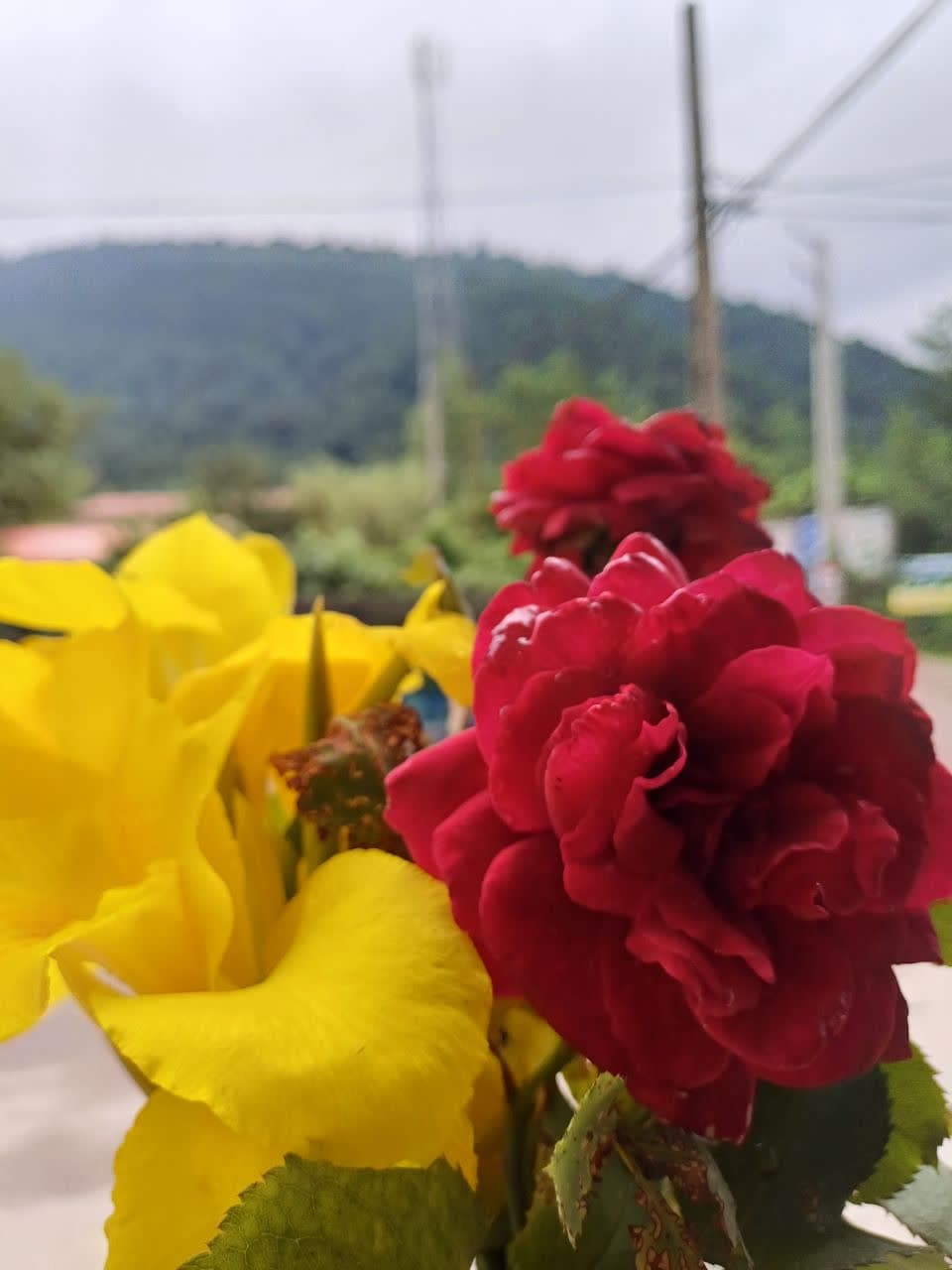 فروشگاه فرشید در لفور شیرگاه