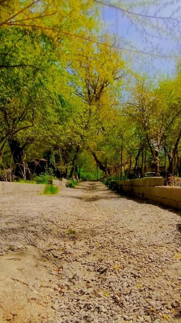 اقامتگاه خانه درختی نادرزاده در درگز