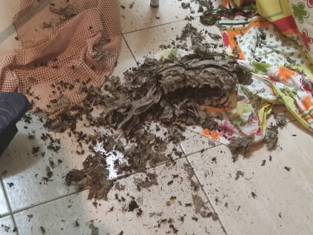سم پاشی منازل نابودگر در رشت