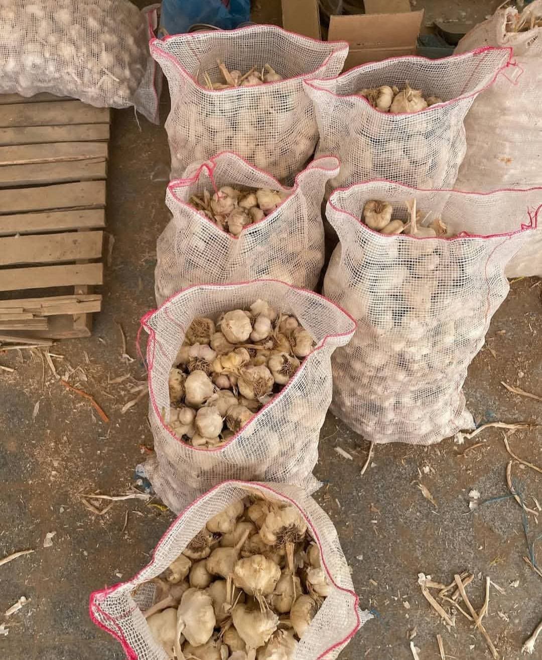 صادرات و تولید سیر آریا سیر سولان بابایی در همدان