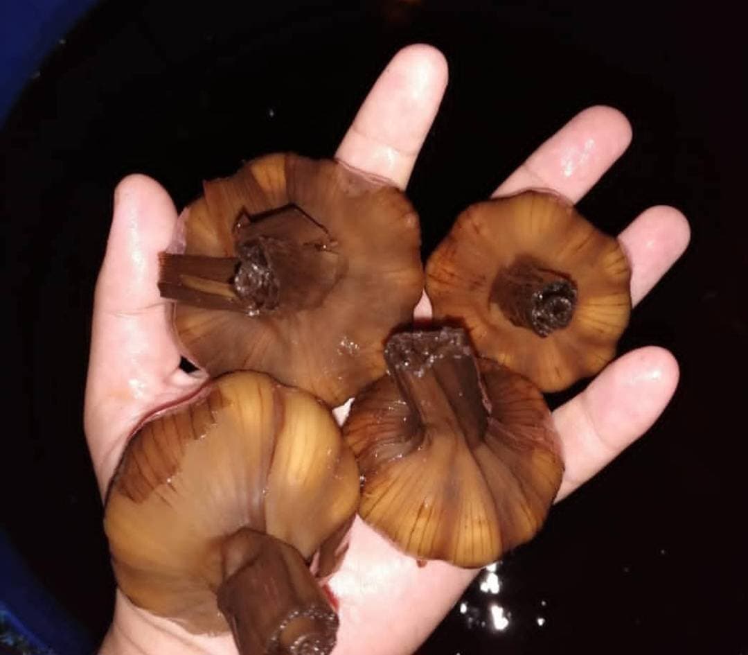 صادرات و تولید سیر آریا سیر سولان بابایی در همدان