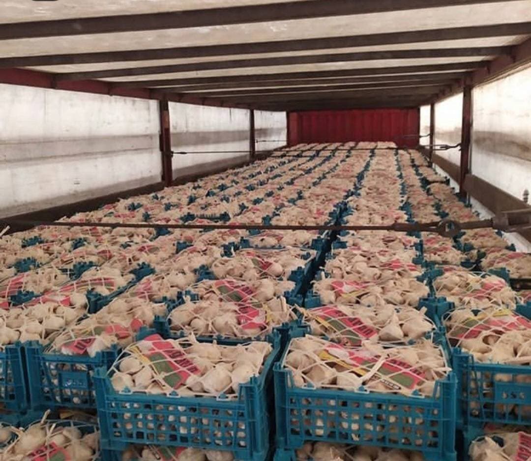 صادرات و تولید سیر آریا سیر سولان بابایی در همدان